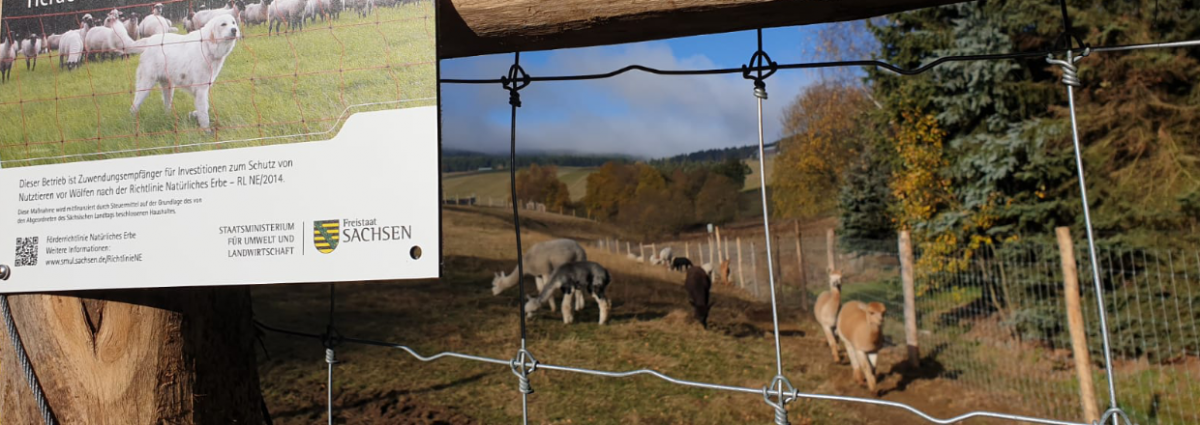 Wolfsschutzzaun für Alpakas
