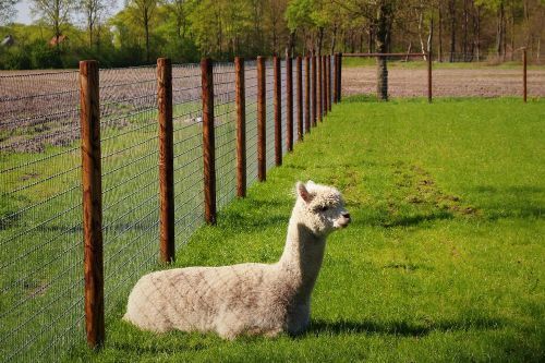 Zaun Fur Menschen Mit Alpakas