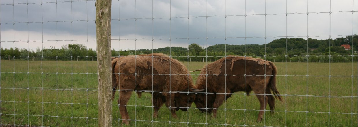 Bisonen tilbage i den danske natur