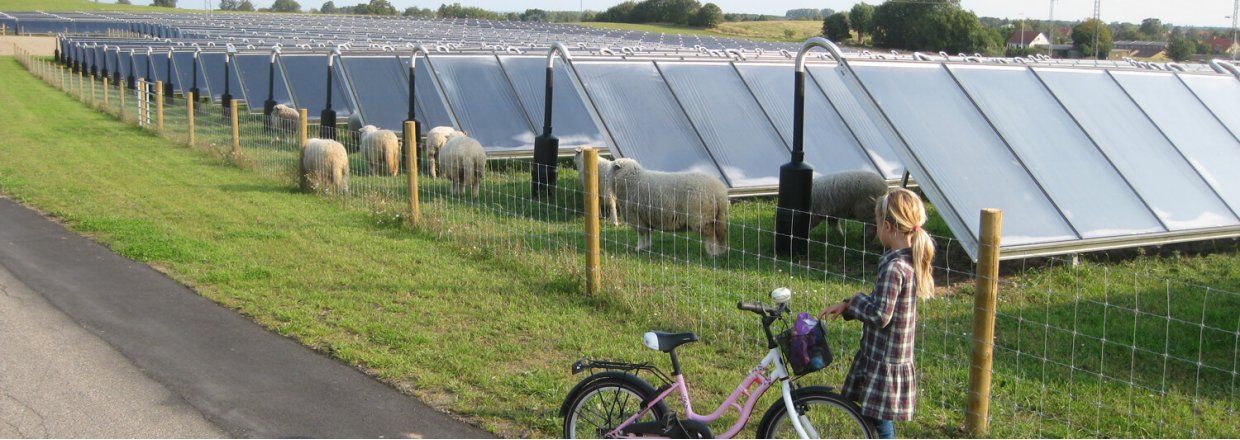 Fårene passer solenergianlægget