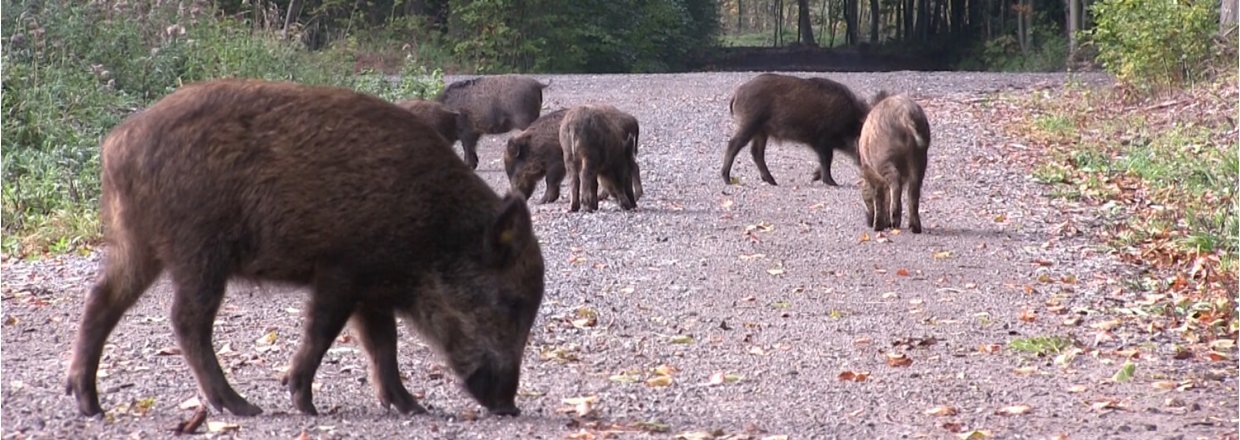 Bison og vildsvin i skoven