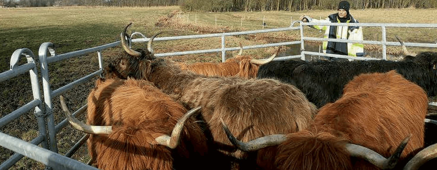 En kvægflok er blevet lukket inde i en fangefold, mens de afventer transport | Poda Hegn