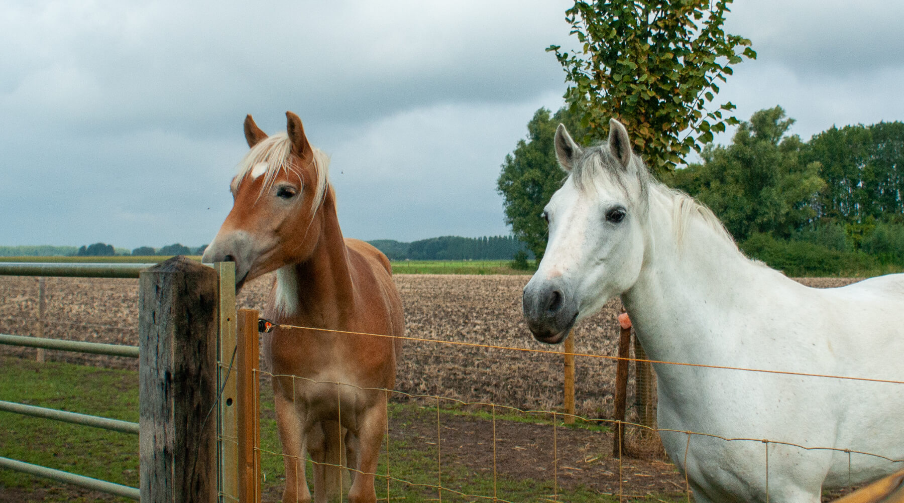 Gaas om uw tuin