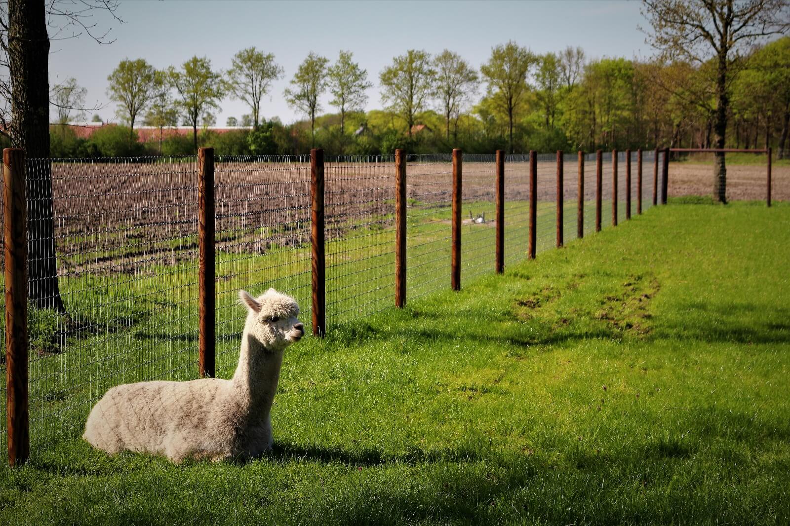 Gaas om uw tuin