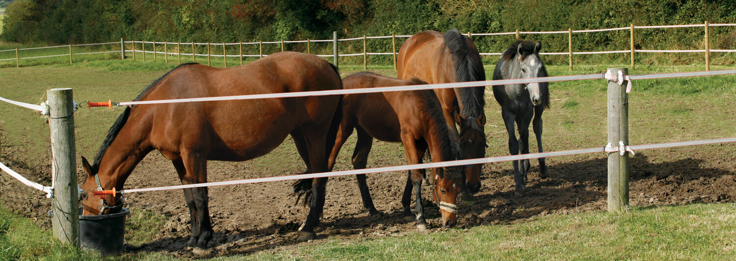 Ein Pferd trinkt Wasser aus einer Trogtränke, während drei andere Pferde in der Nähe stehen und grasen. Die Pferde stehen sicher hinter einem Elektrozaun von Poda | Poda Zaun