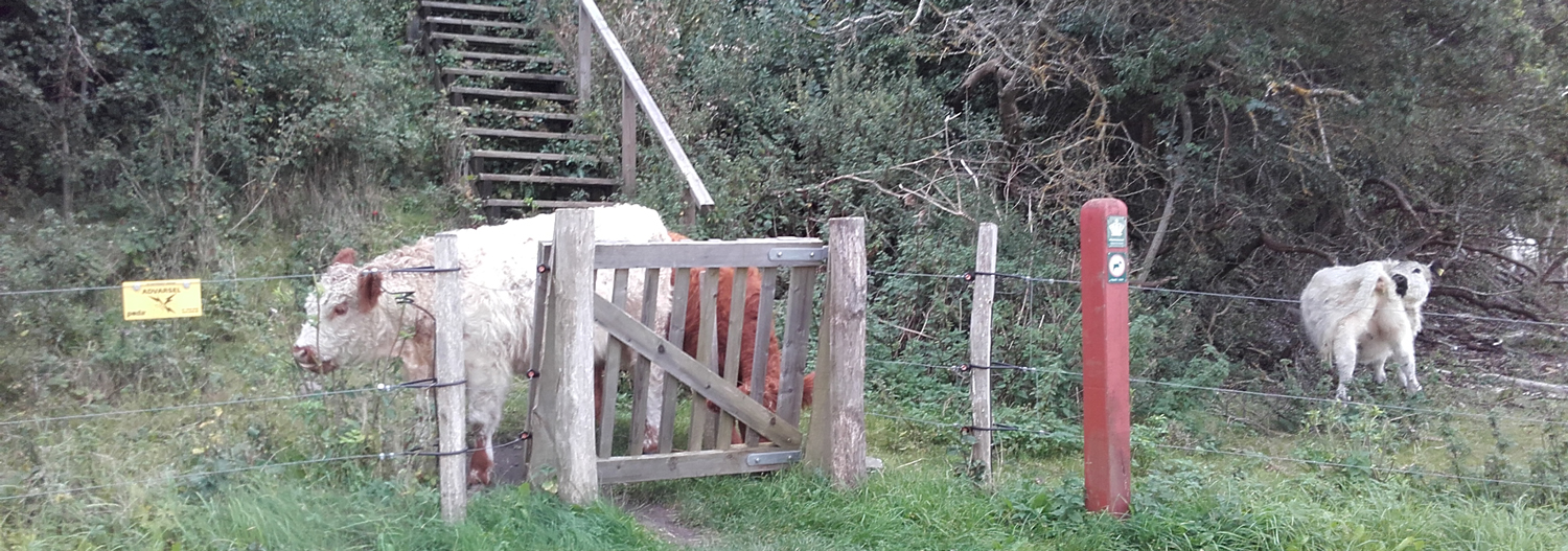 Eine kleine Rinderherde weidet hinter einem Elektrozaun in einem Naturgebiet. Ein Klapptor ermöglicht der Öffentlichkeit den Zugang zum Tiergehege | Poda Zaun