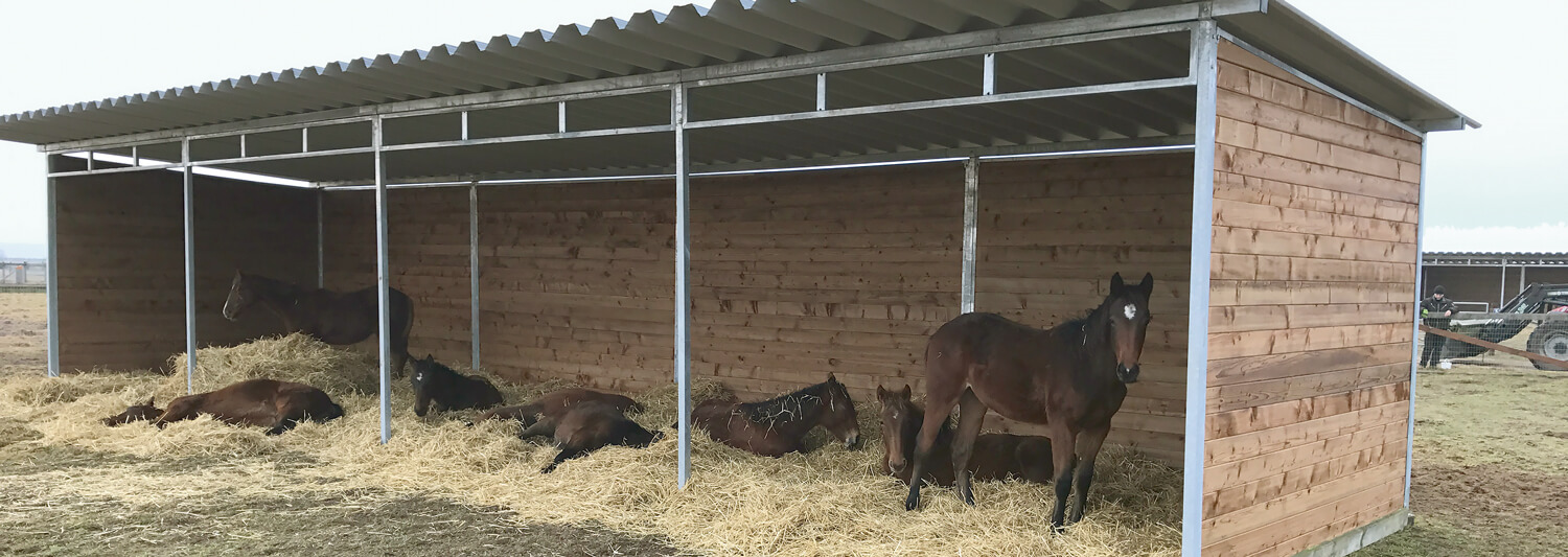Sieben Pferde haben in der Weidehütte Zuflucht vor Regen und Wind gesucht | Poda Zaun