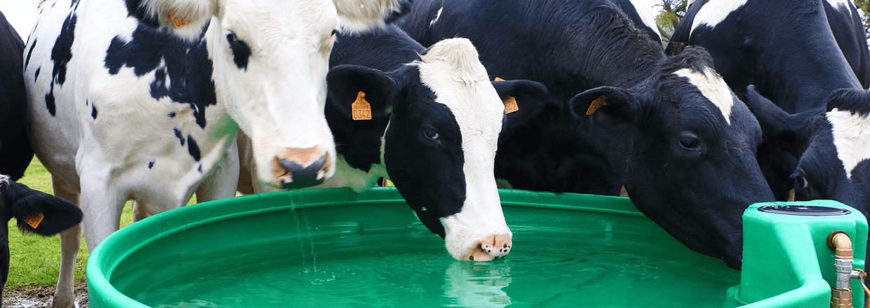 Vier schwarz-weiß gefleckte Kühe trinken aus einer Weidetränke mit frischem Wasser | Poda Hegn