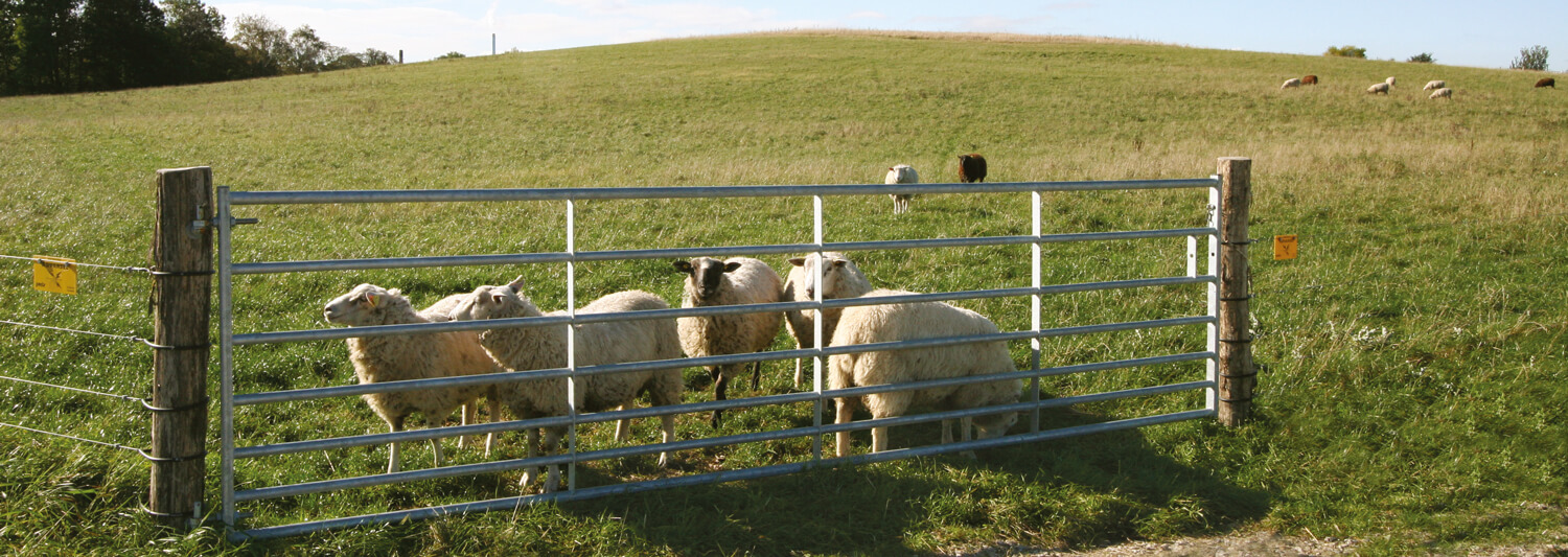 En flok får står sikkert bag en stållåge og græsser | Poda Hegn
