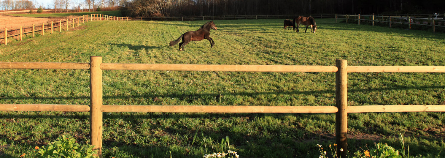 En hest springer glad rundt bak et Texas hestegjerde. Hesteinnhegningen er stor, og dyrene har mye plass å boltre seg på | Poda Gjerder
