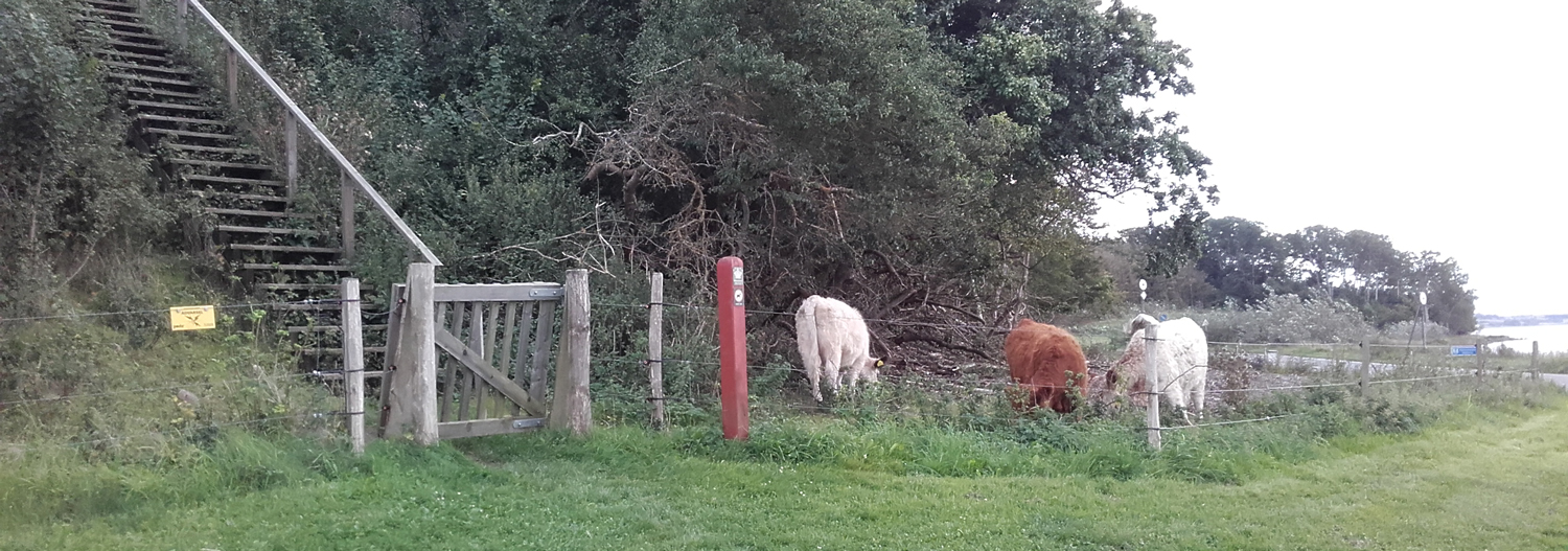 En liten flokk kveg går og gresser bak et strømgjerde i et naturområde. En klappgrind gir offentligheten adgang til dyrenes innhegning | Poda Gjerder