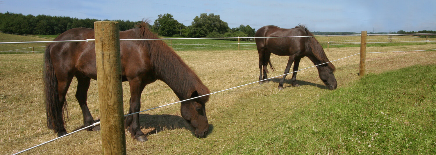 Två bruna hästar står och betar i kanten av sin hästfålla. Fållan består av ett Hippolux-elstängsel | Poda Stängsel