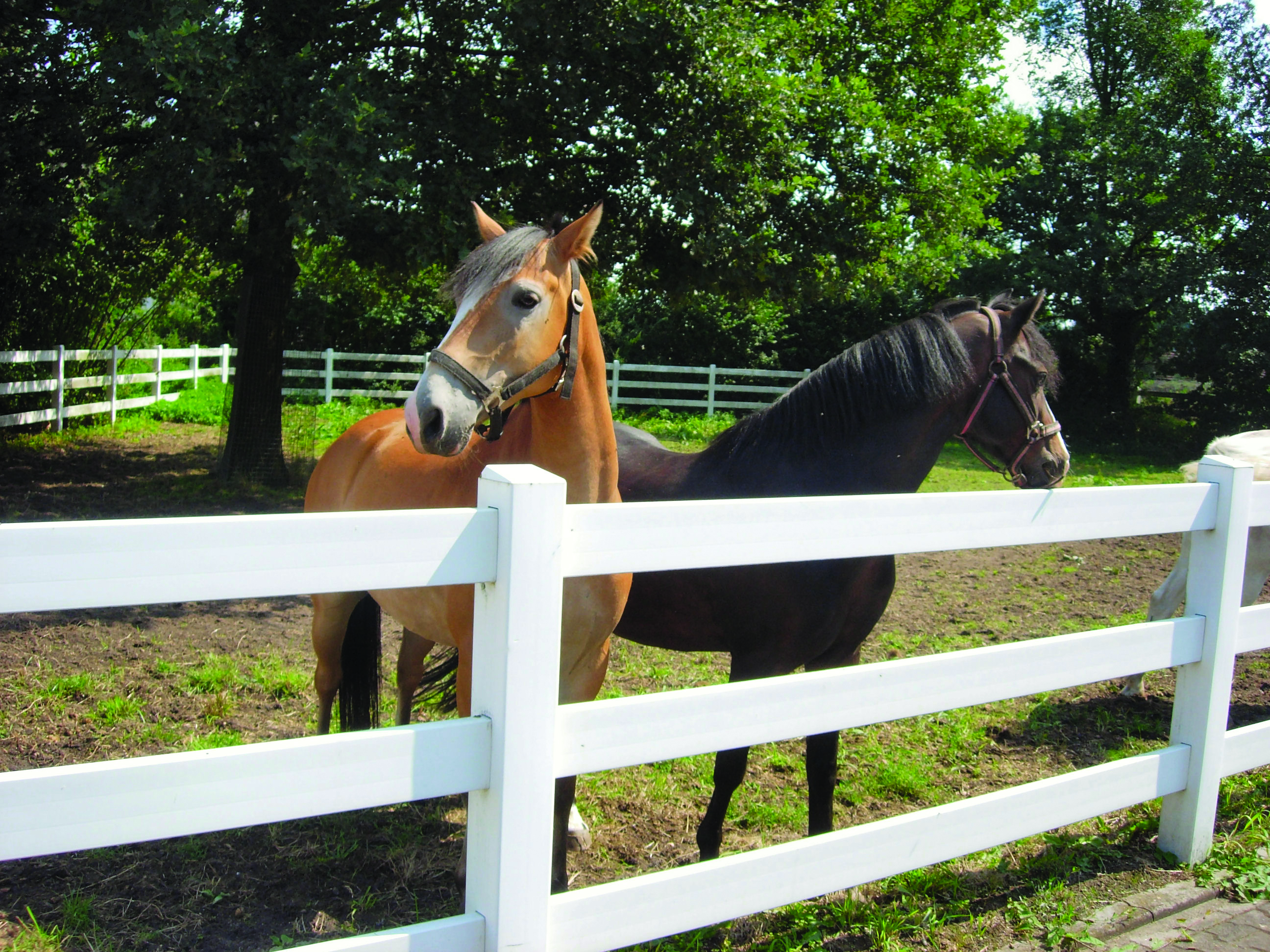 Tre heste går sikkert i hver deres hestefold på en rideskole. Hestefoldene består af et hvidt lægtehegn i plastik | Poda Hegn