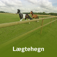 To heste lber bag et hestehegn. Hegnet er et klassisk lgtehegn i tr. 