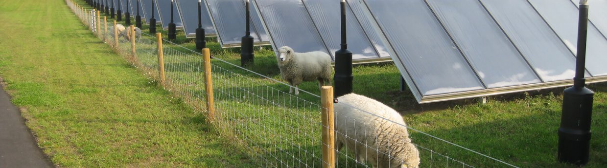 Gitterzaun für Schafe und Ziegen
